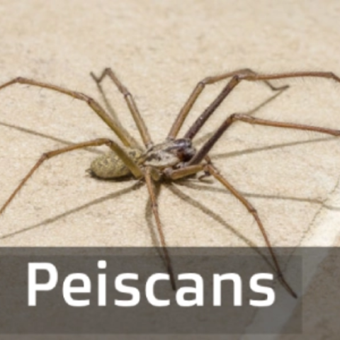 peiscans