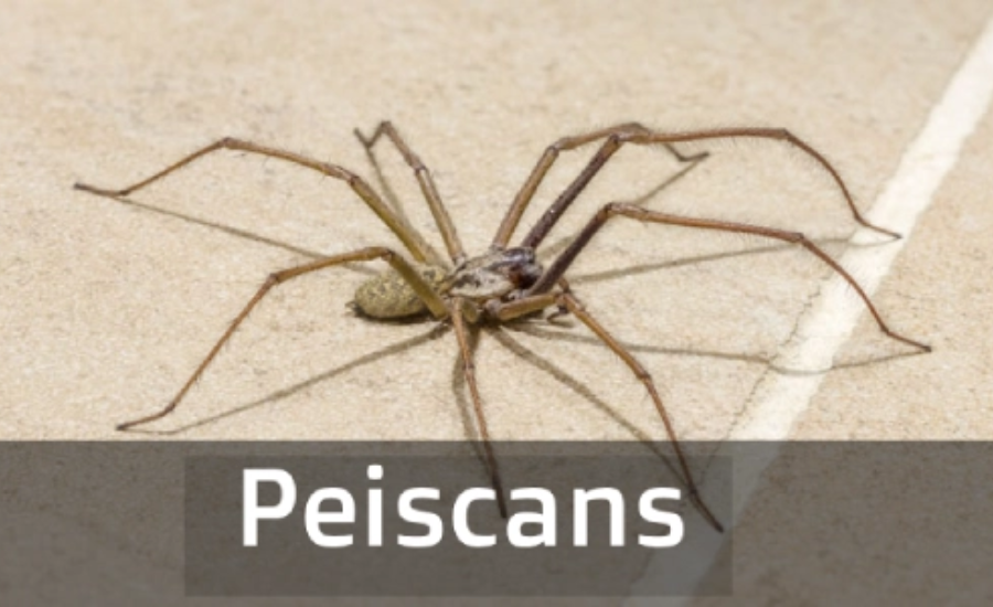 peiscans